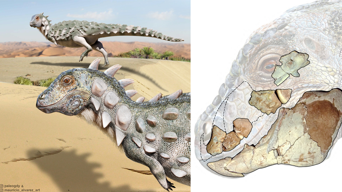 Descubren el primer dinosaurio acorazado bípedo de Sudamérica - Agencia CTyS