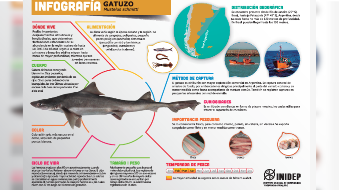 gatuzo sobrepesca